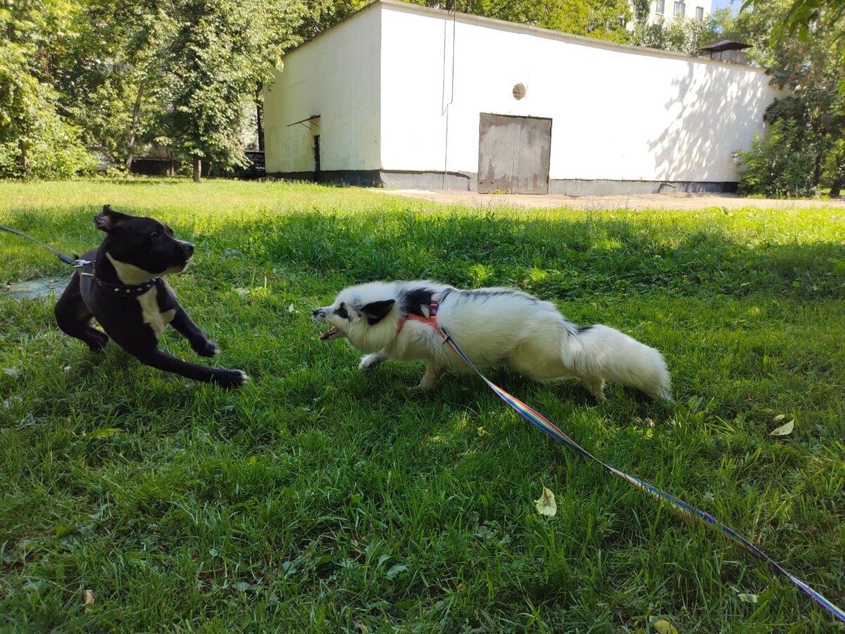 Лютик хочет поиграть с собачкой 