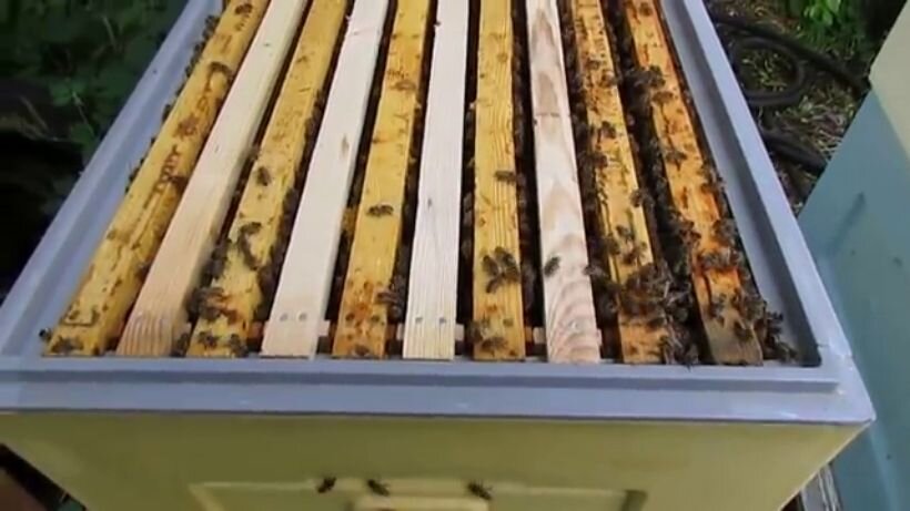 контрольный сот. вывод маток. пчелиный магазин. улей для пчел. расплод матки трутовки.