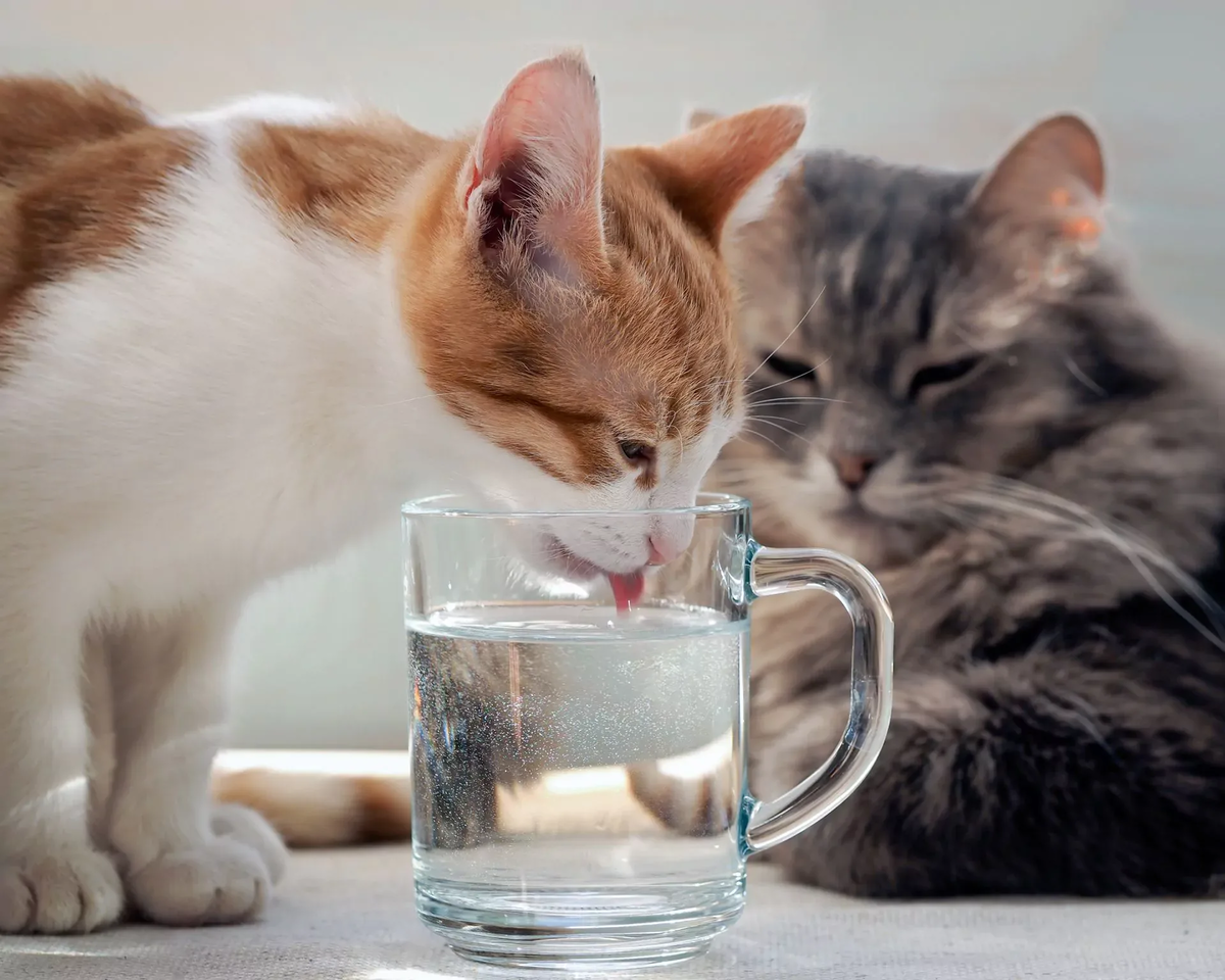 Кошка пьет лапой. Кот пьет. Кот в воде. Кошка пьет воду. Котик со стаканом воды.