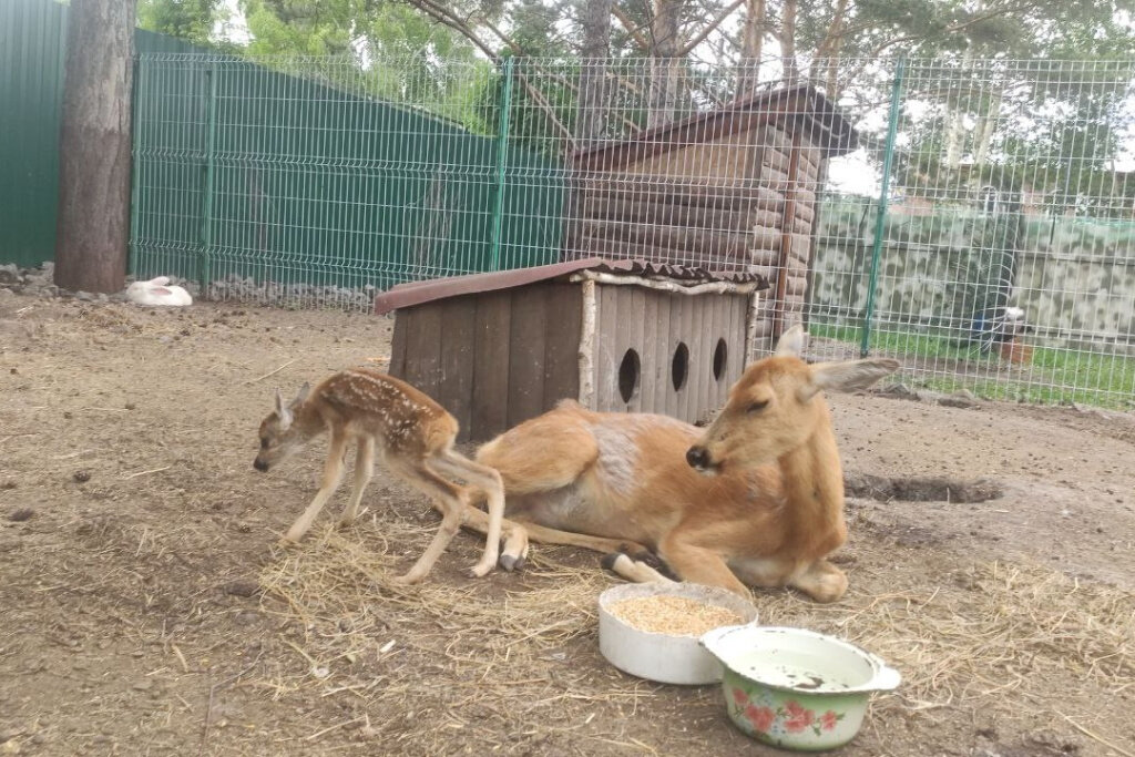 Новосибирский зоопарк рисунок