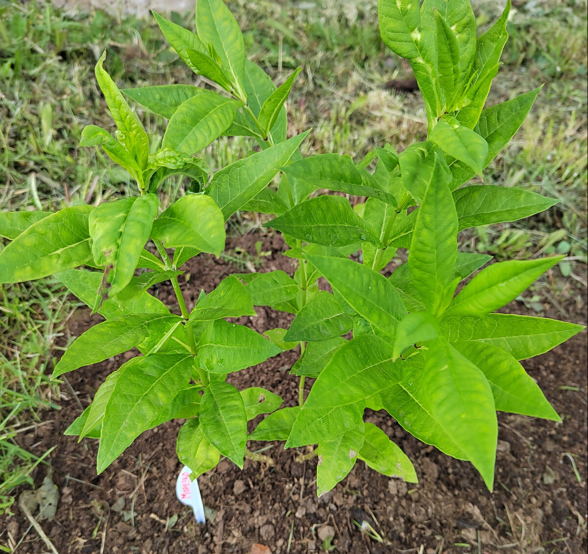 Флокс метельчатый Морозко. Фото автора