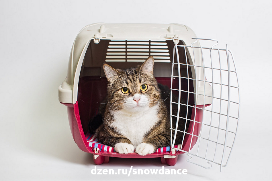 Переноска для кошек: выбираем комфортные «апартаменты» | Ваши Питомцы