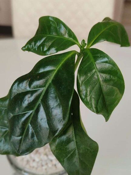 Посмотрите, какая сочная листва. 