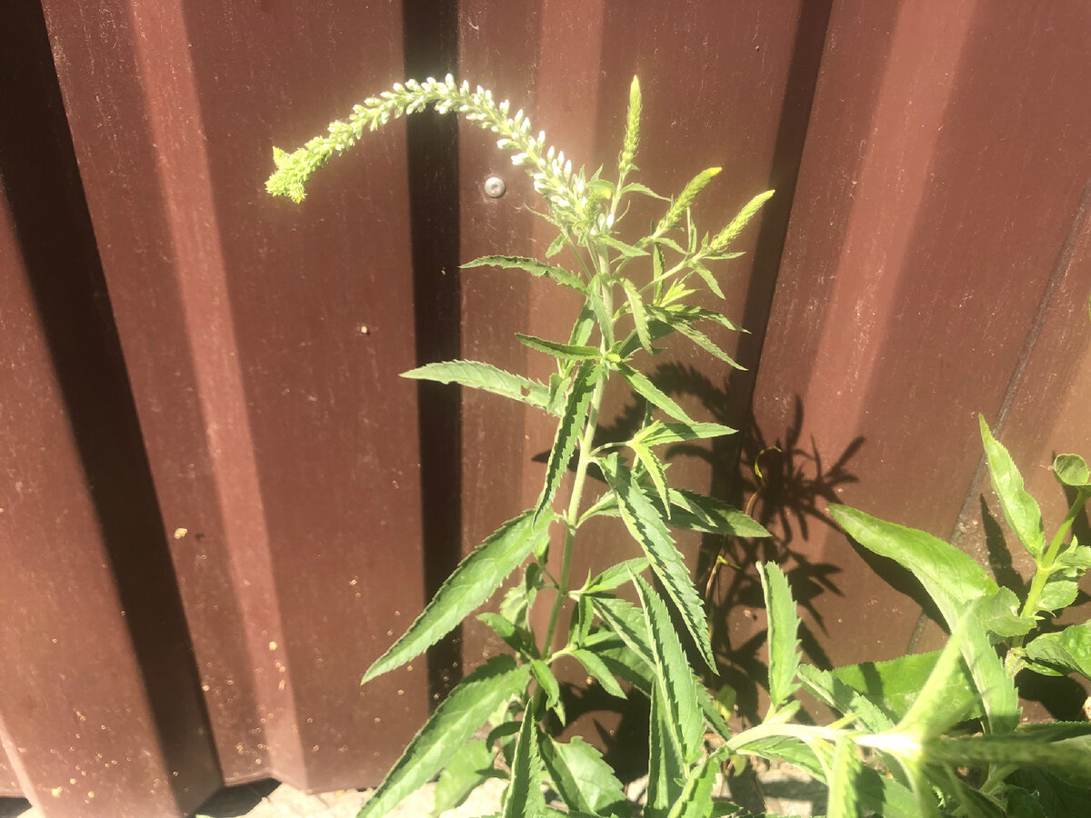 Белая вероника начинает цветение