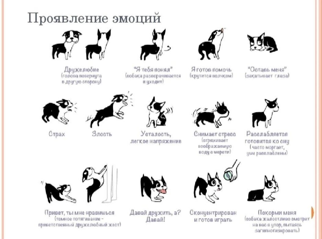 Как понять кошечку. Команды для собак список с жестами. Язык тела кошек. Как ронимать собаческий язык. Как понять жесты собаки.