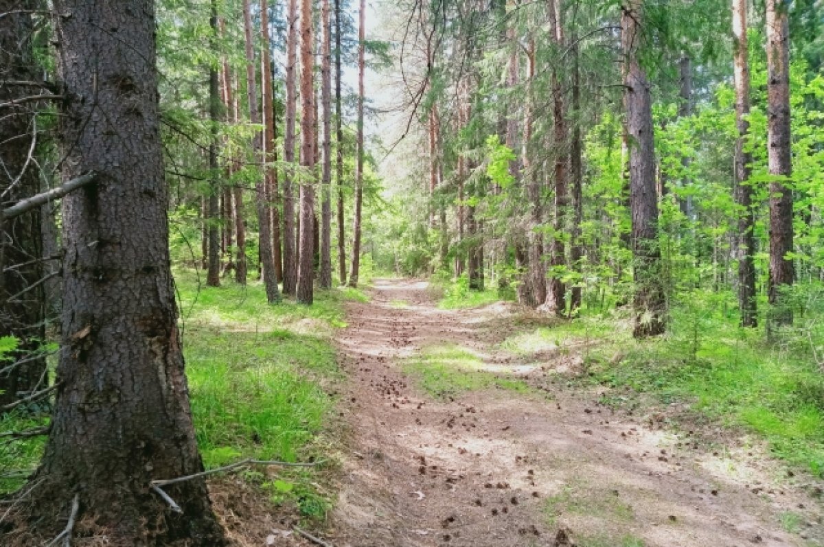    Запрет на посещение городских лесов в Улан-Удэ продлён