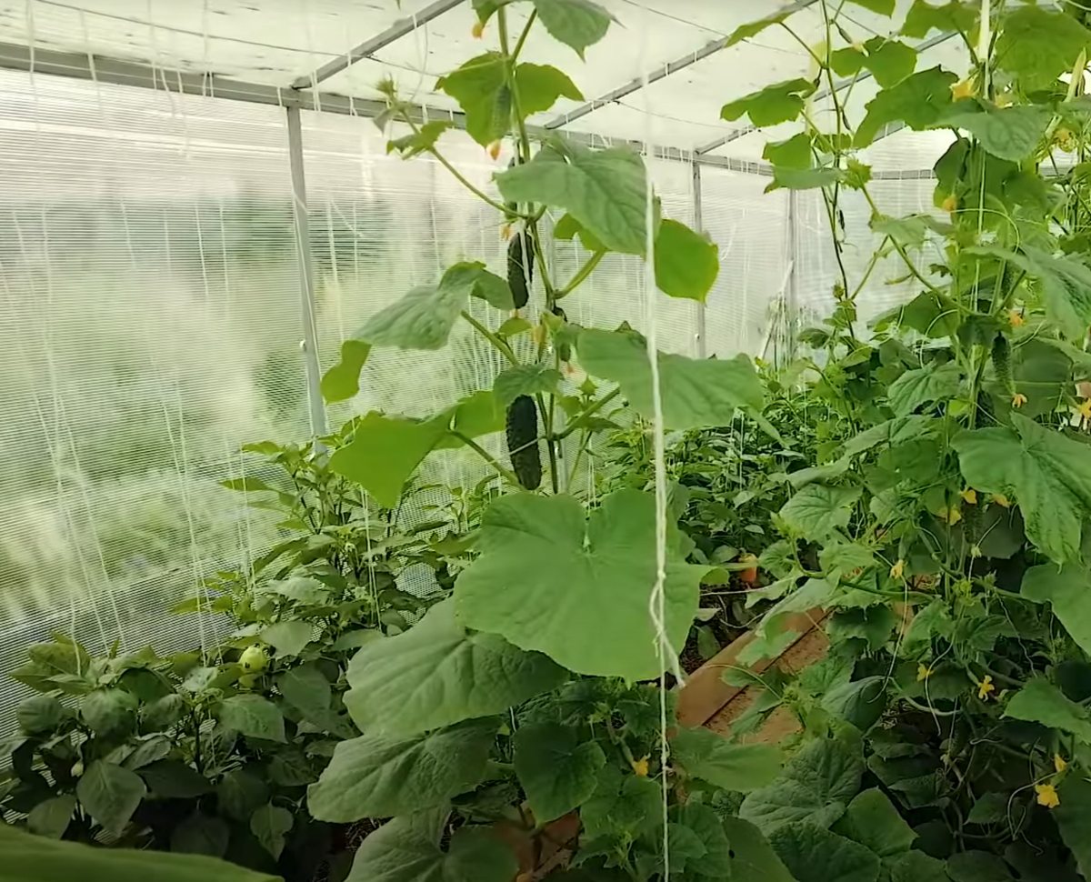 огурцы не растут