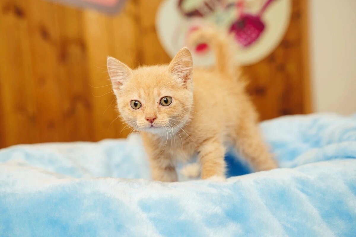 Милый усатенький ребятенок