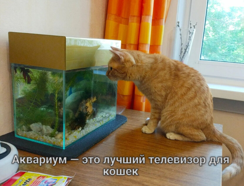 Аквариум для кота внутри. Аквариум с кошкой. Аквариум для котов. Кот с АК. Кот лезет в аквариум.