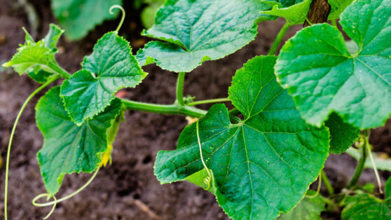    Эксперты объяснили, почему не цветут или не завязываются огурцы и что с этим делать Ирина Петрова