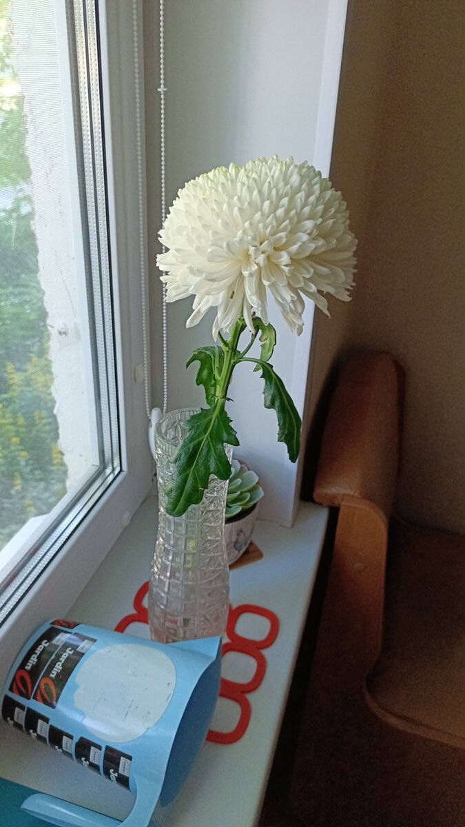 Эта хризантема, подаренная внучкой Алисой, стоит на моём окне уже 18 дней! Удивительная.