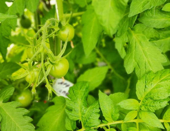 фото автора. Томат Медвежья лапа