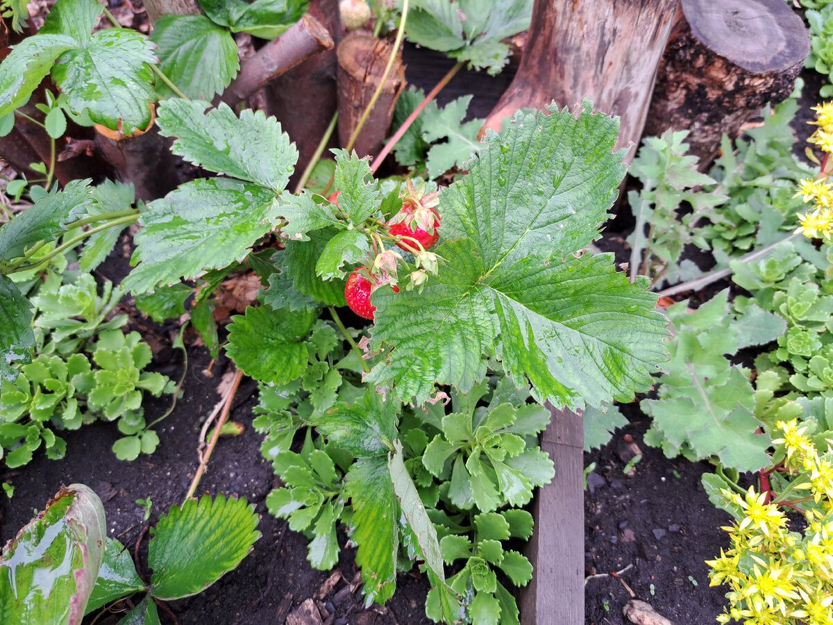 Клубничка очень сладкая