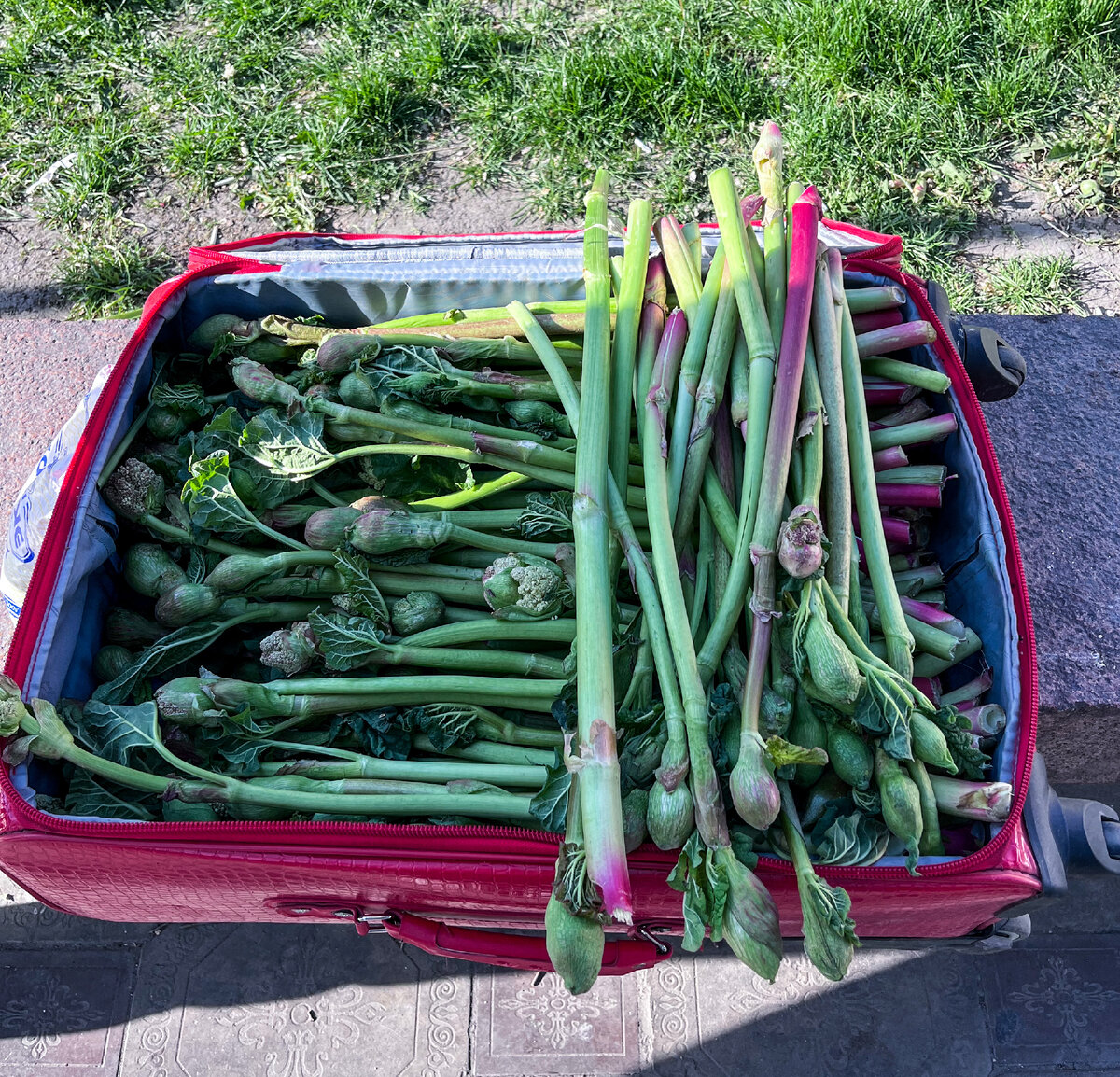 Стебли дикорастущего ревеня, продающиеся на улицах Бишкека. Фото автора