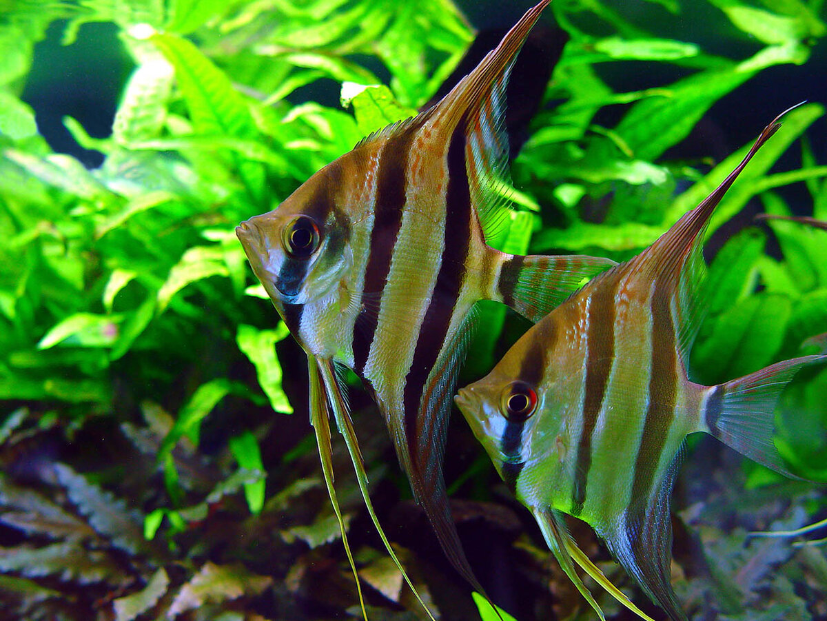 Скалярия (Pterophyllum scalare) | Aqua | Дзен