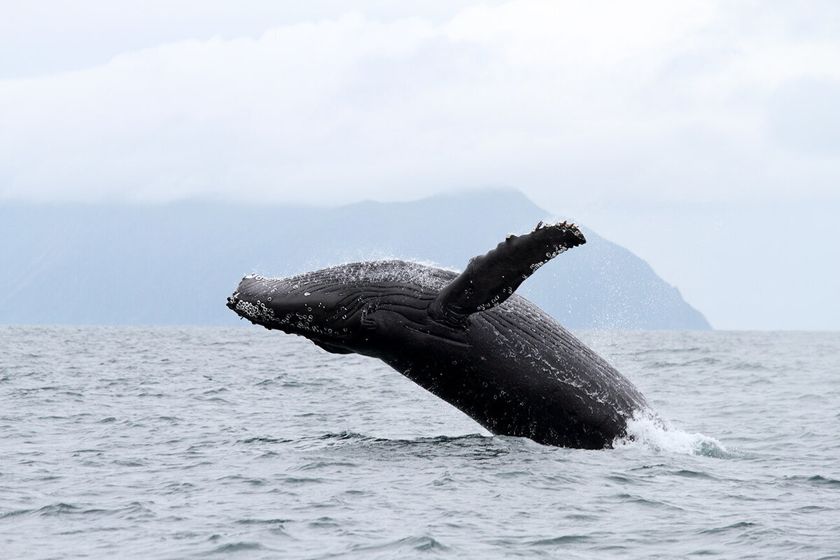 Белый кит ресторан светлогорск. Менделеева 61 б калининград. Пластилиновый спектакль «улитка и кит» 10. Кит калининград. Кит мед логотип.