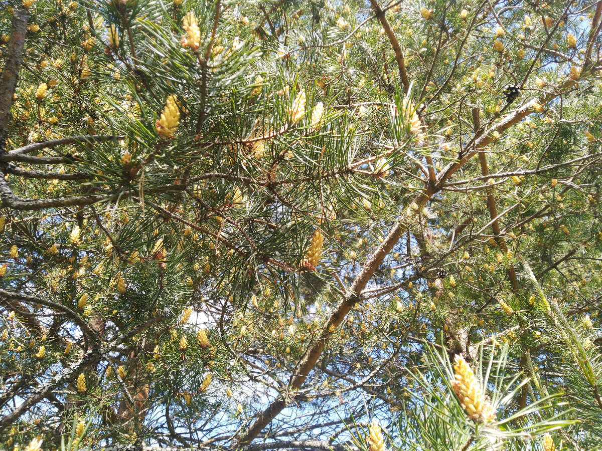 Тут видна прошлогодняя шишка))