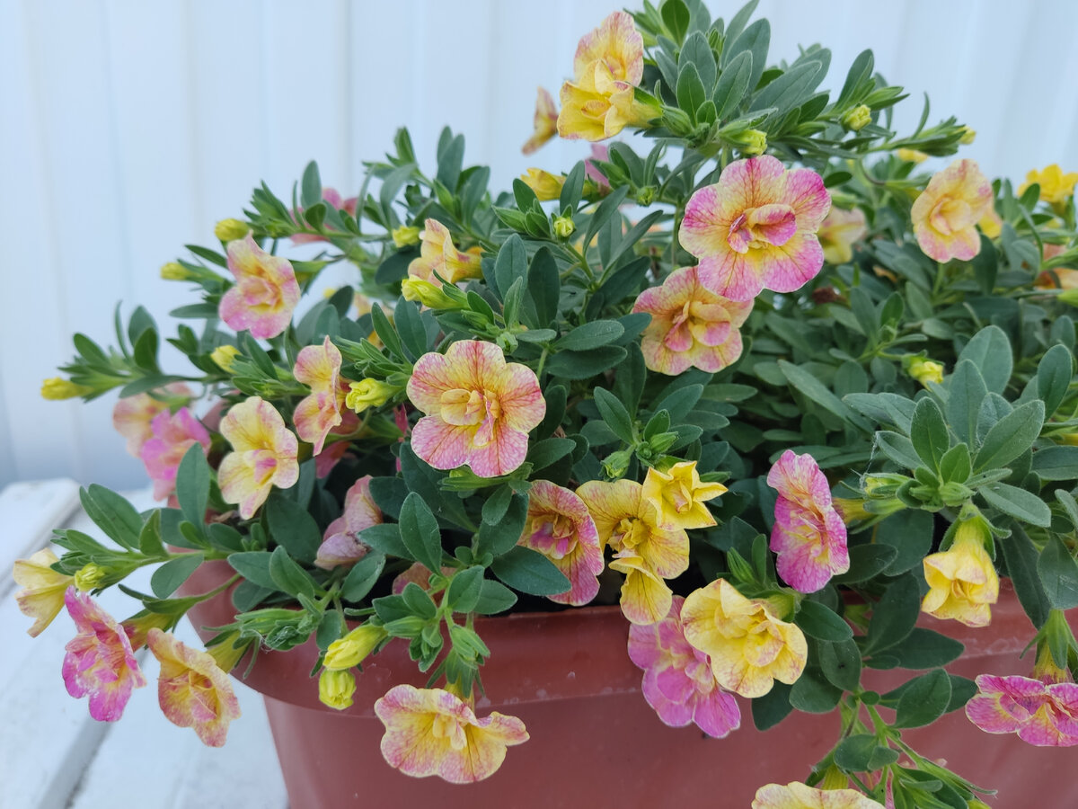 Калибрахоа Chameleon Double Pink Yellow