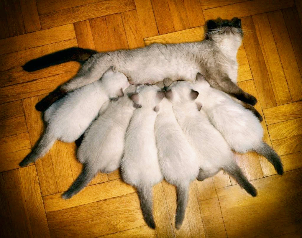 Pictures Kittens cat animal 1920x1280
