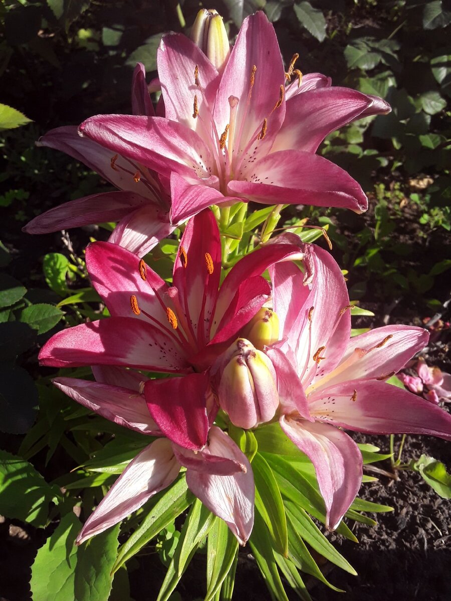 Лилия азиатская низкорослая, сорт Perfect Joy