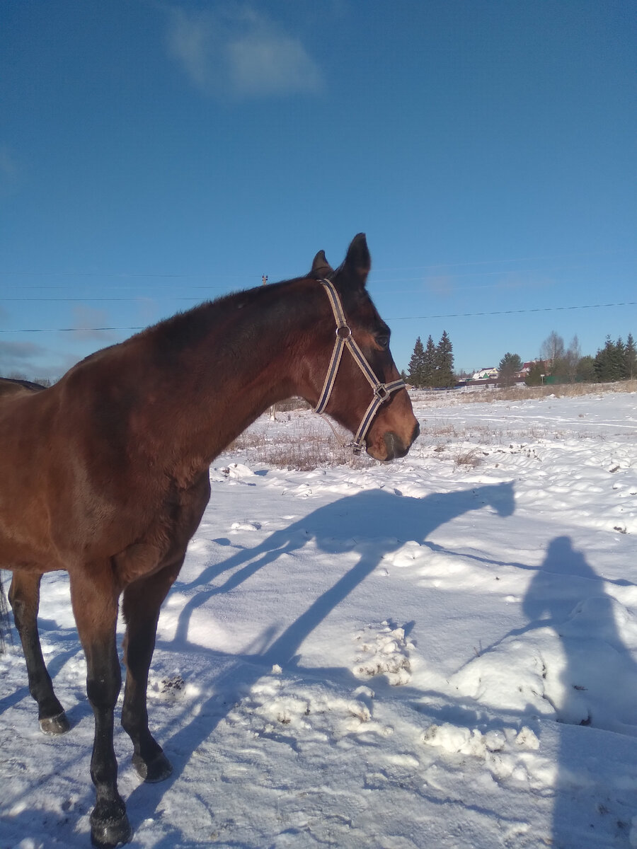 Дунай видит свою тень. Я целыми днями фотографирую свою работу, поэтому у меня полно фотографий лошадей, но очень мало фотографий себя любимой. Ну, вот на этом кадре есть хотя бы моя тень)))