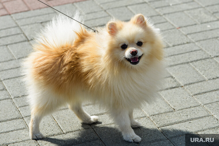    Мелких собак разрешили выгуливать без намордников