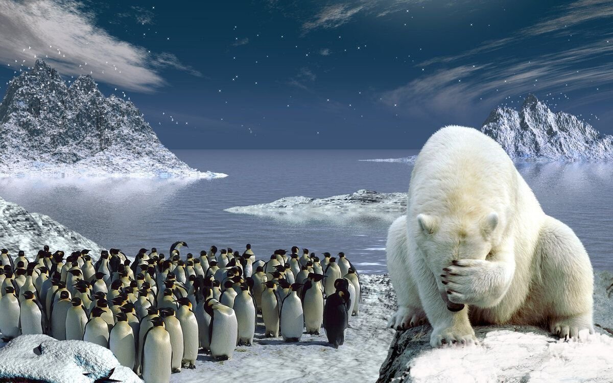 Белые медведи и пингвины. Наверняка все видели телепередачи, посвященные этим двум видам животных, но вопрос «почему полярный медведь не ест пингвинов?» ставит в тупик многих людей.-2