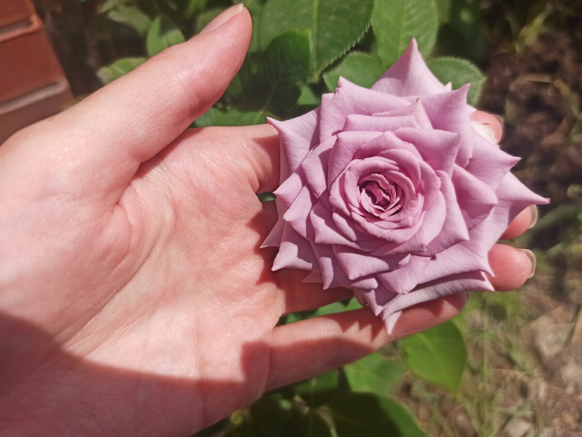 Этому цветку 6 дней, у меня все посчитано;)