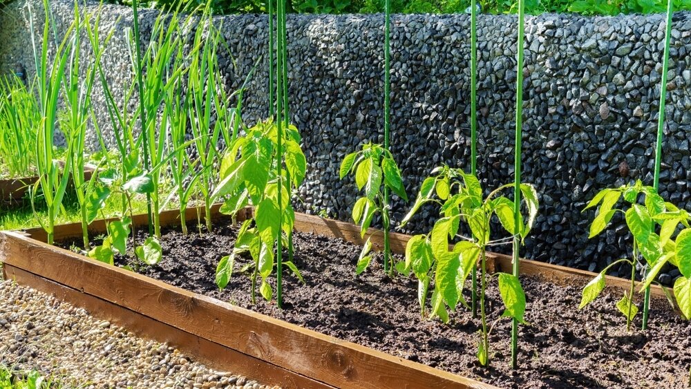    Недавно высаженная рассада может вянуть, потому что корни еще не работают в полную силу