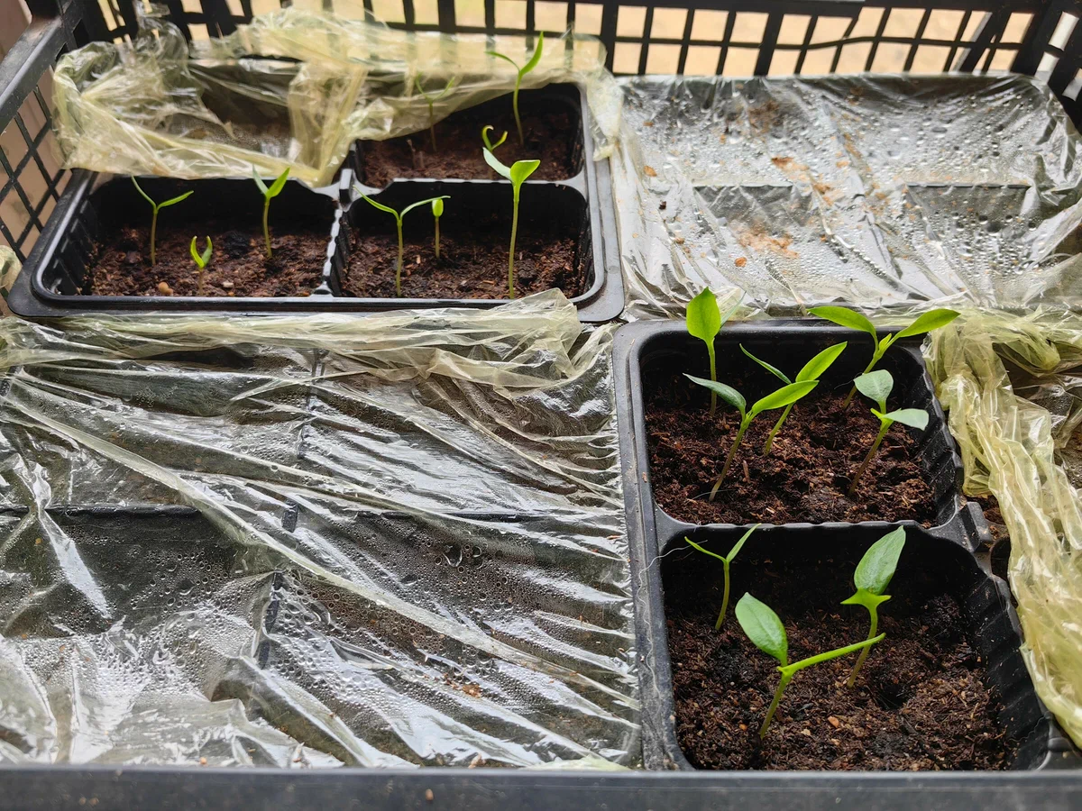 всходы перцев 10 апреля 2023г , видно, что взошли еще далеко не все