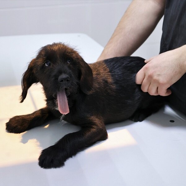 
Губернатор Иркутской области Игорь Кобзев подписал указ об установлении карантина по бешенству на территории СНТ «Юбилейный» в Братске. Как сообщает пресс-служба областного правительства, это связано с регистрацией случая заболевания на территории садоводства.