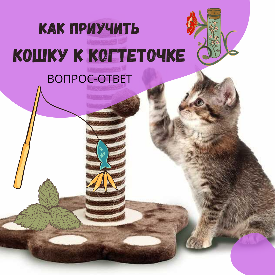 Когтеточки для кошек