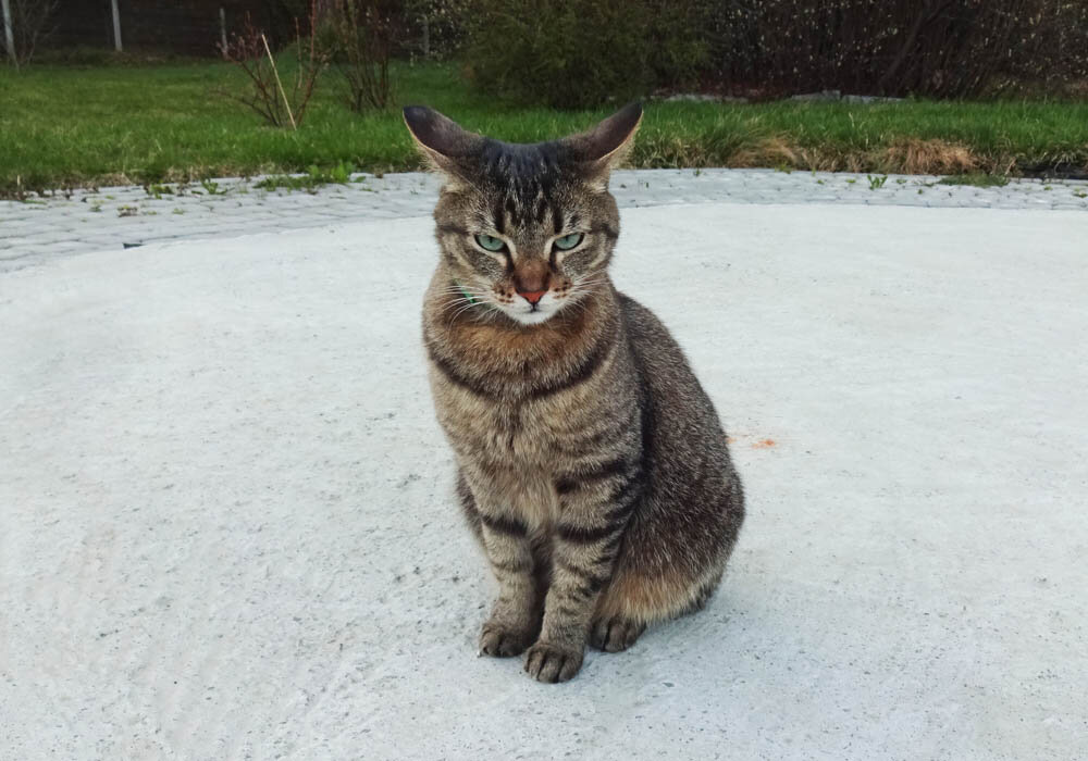 Ничего не понимаю! Где мышки?