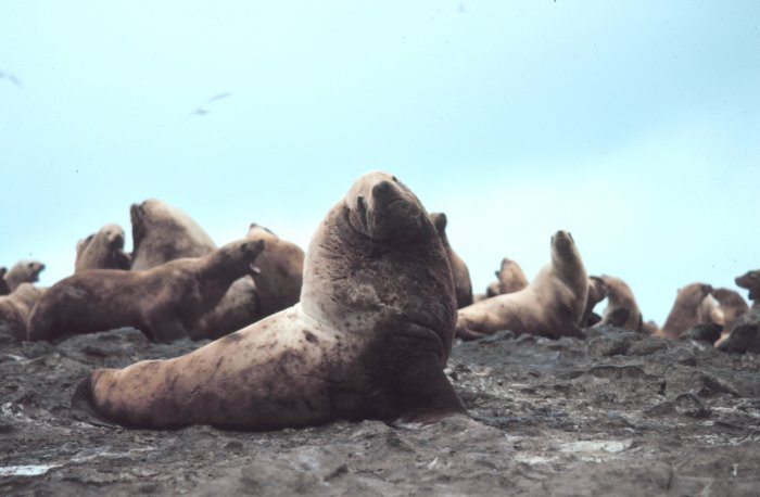 Это морские млекопитающие, ушастые тюлени длиной почти 4 метра. Они занесены в Красную книгу РФ и, кроме Сахалина, обитают только на Камчатке и в американском Сиэтле.