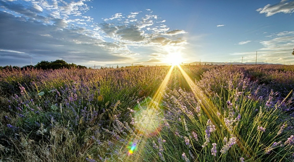 Картинки Яндекс
