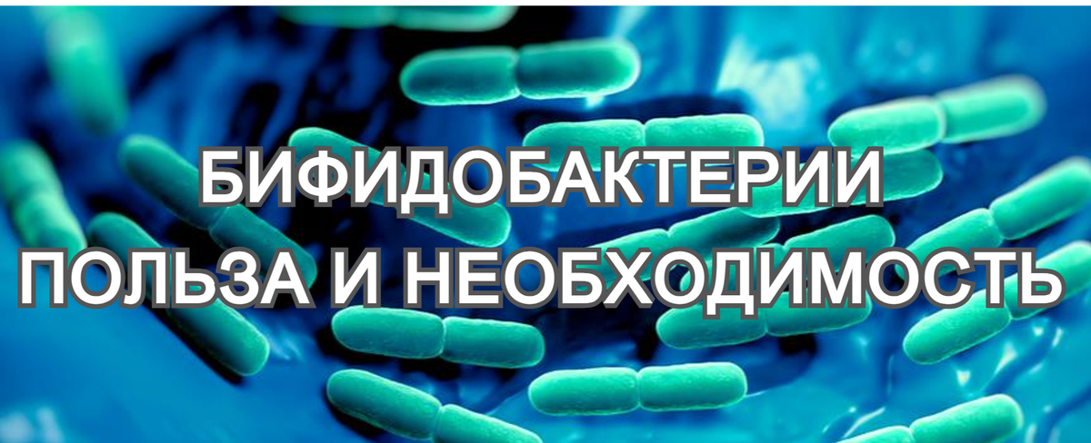Польза и необходимость бифидобактерий