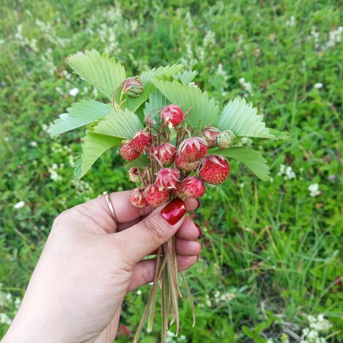Лесная клубника и земляника