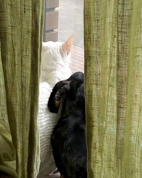 Фото из моего архива. На ней невероятная дружба моих кота и собаки. Они обожали друг друга и, думаю, встретились на радуге. 