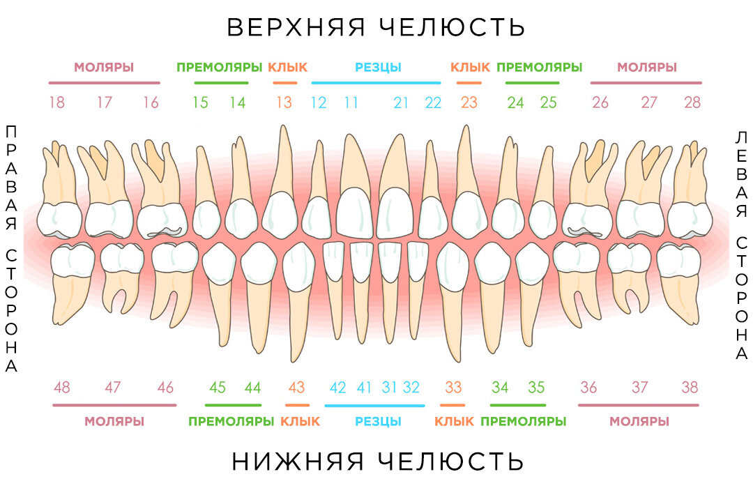 На челюсти это выглядит вот так.