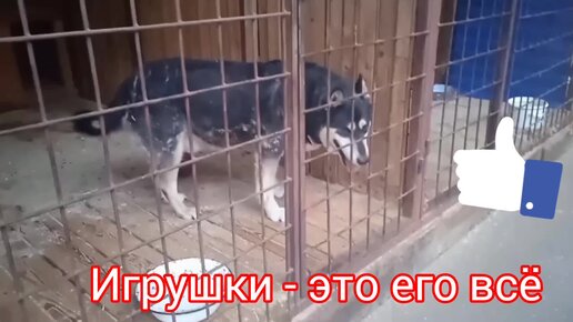 Descargar video: Маленькая секретная слабость большого мальчика Амура. В нём проснулась жадность