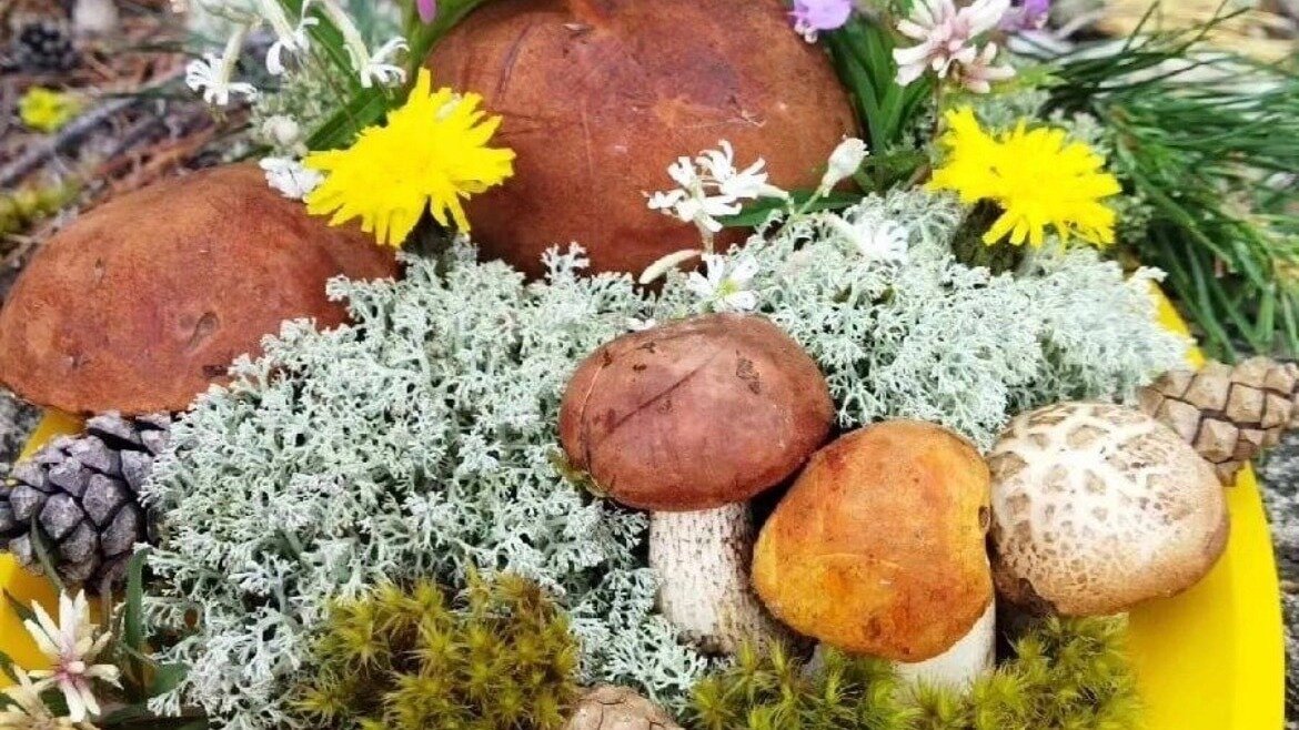     Однако находятся и те, кто считает грибников «нечистыми на руку». Объясняя это тем, кто в такую погоду грибы точно не могли появиться. А значит фотографии сделаны в прошлом году.