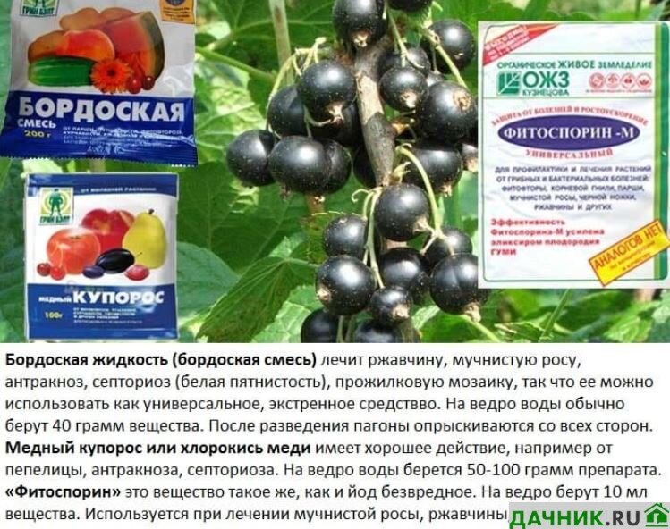 Когда обрабатывать смородину от вредителей весной. Схема обработки смородины от болезней. Препараты для обработки смородины. Обработка смородины весной от болезней и вредителей. Фунгициды для крыжовника и смородины.