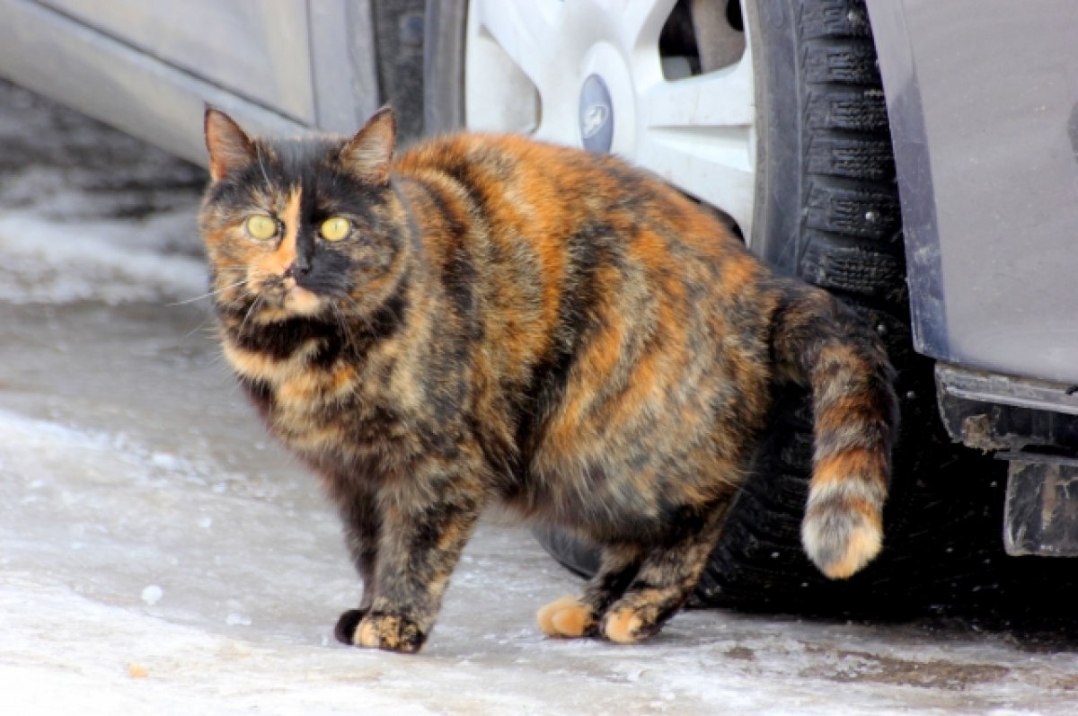    В Красноярском крае пьяный мужчина выбросил пять кошек с 9 этажа