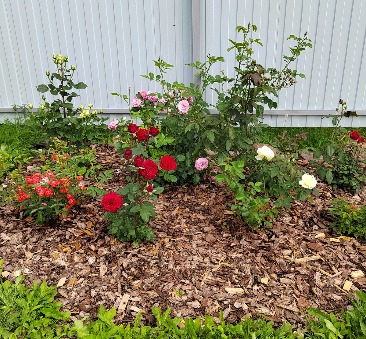 Мульчирование древесной корой