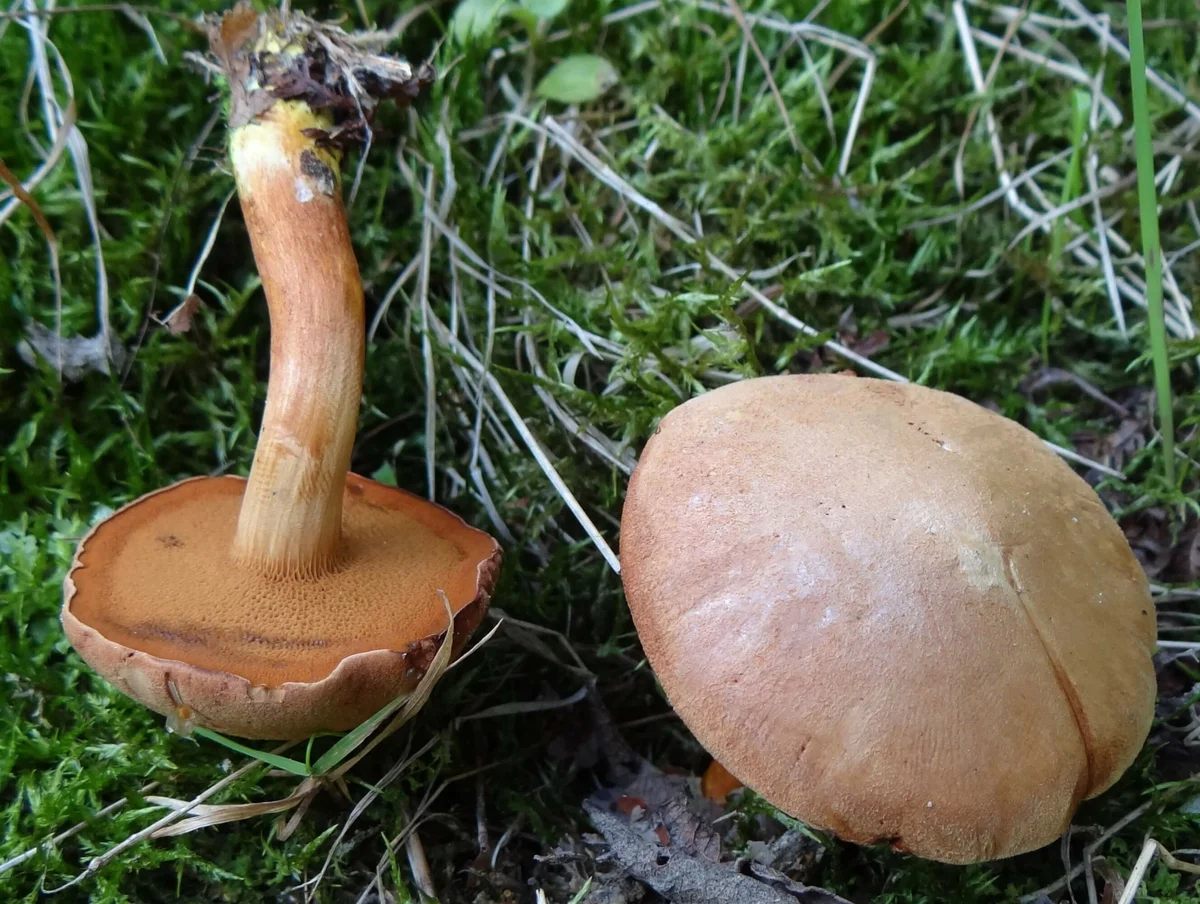 Моховик перечный гриб. Перечный гриб Chalciporus piperatus. Моховик перечный гриб съедобный. Масленок и перечный гриб.