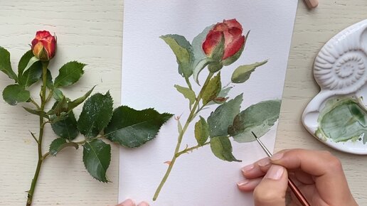 Пишем бутон розы акварелью. Поэтапное рисования для начинающих