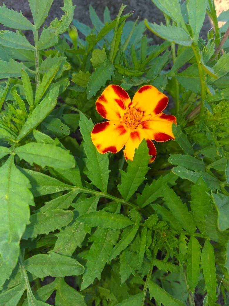 личное фото Смирновой Н.Е.