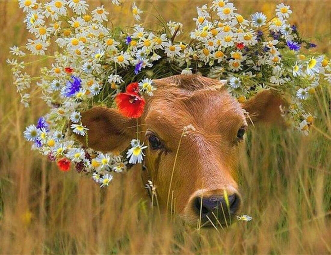 из открытых источников