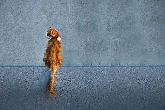 Фото: pixabay.com