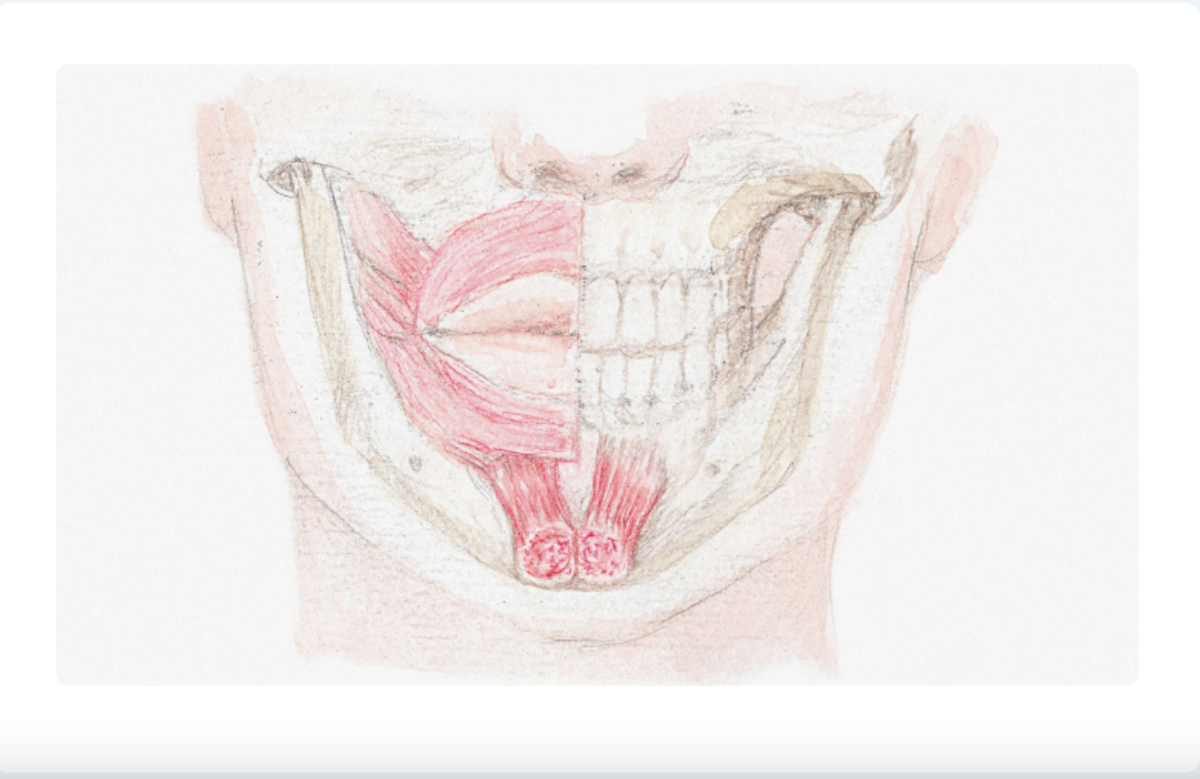 Болят мышцы челюсти – почему появилась боль в жевательных мышцах